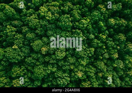 Sommer im Wald Luftaufnahme von oben. Mischwald, grüne Laubbäume. Sanftes Licht im Wald oder im Park. Drohnen schießen über bunte grüne Textur in der Natur Stockfoto