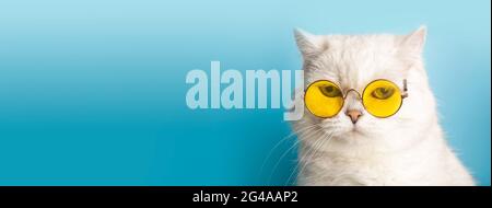 Lustige Katze in Sonnenbrille. Katze mit Brille auf hellblauem, sauberen, sonnigen Hintergrund. Lustige Haustiere, Party, Urlaub, Reisen, Sommerkonzept. Hochwertige Fotos Stockfoto