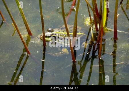 Marsh Frog, Pelophylax ridibundus Versteckte grüne Frosch in kleinen Gartenteich Stockfoto