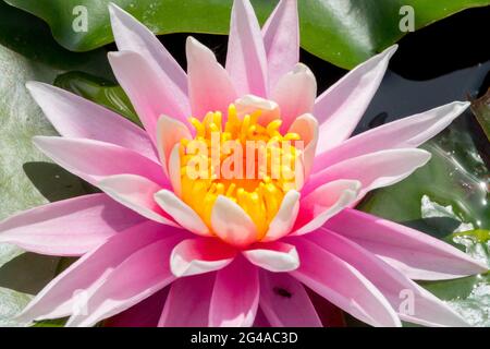Rosa Seerose Nymphaea Blume Seerose, Seerose gelbe Mitte Stockfoto