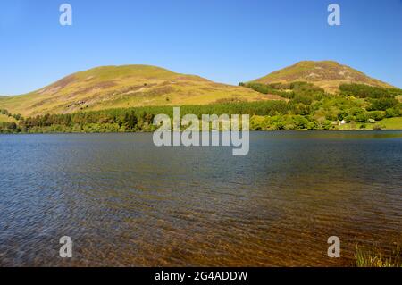 Darling Fell & The Wainwright Low Fell mit Loweswater Lake aus Holme Wood im Lake District National Park, Cumbria, England, Großbritannien. Stockfoto