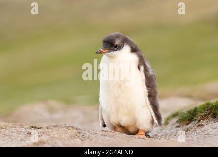Nahaufnahme eines allein stehenden Pinguin-Kükens aus dem Gentoo-Gebiet an einer sandigen Küste der Falkland-Inseln. Stockfoto