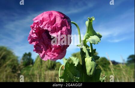 Dunkelrosa orientalischer Mohn mit Knospenöffnung. Die Blume öffnet sich im hellen Sonnenlicht. Stockfoto