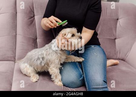 Die junge Frau in Jeans und schwarzem T-Shirt sitzt auf dem rosa Sofa und kämmt Yorkshire Terrier Hund. Zu Hause. Schönheit und Gesundheit. Tierpflege. Pflege. Stockfoto