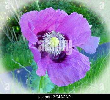 Rosafarbener orientalischer Mohn öffnet sich im Sonnenlicht Stockfoto