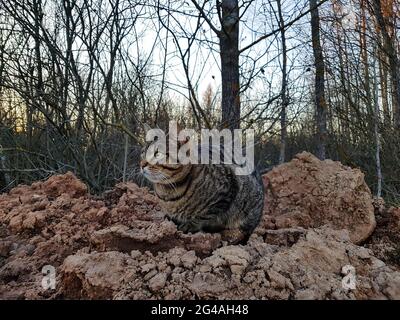 Verängstigte junge Katze, die auf dem Boden sitzt und sich freut. Stockfoto