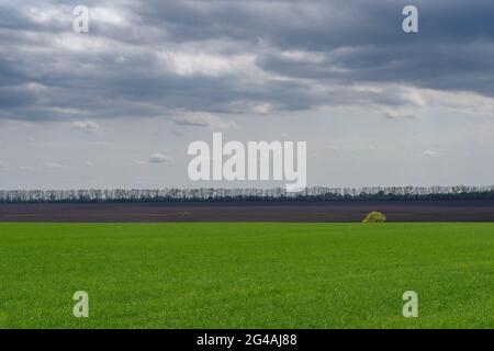 Landwirtschaftliche Frühlingslandschaft, Naturschutzgebiet Podilski Tovtry, Region Podilia, Südwestukraine Stockfoto