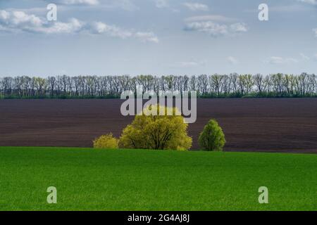 Landwirtschaftliche Frühlingslandschaft, Naturschutzgebiet Podilski Tovtry, Region Podilia, Südwestukraine Stockfoto