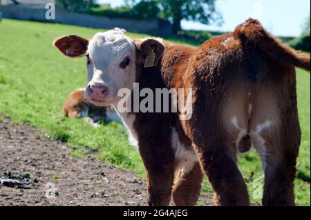 Herefordshire Rinderkopf starrt auf die Kamera Stockfoto