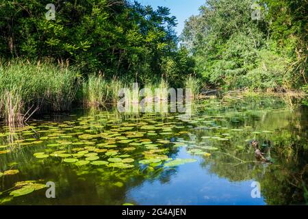 Wien, Wien: oxbowsee Mühlwasser, in Lobau, Teil des Nationalparks Donau-Auen (Donau-Auen Nationalpark) im Jahr 22. Donaustadt, Wien, Österreich Stockfoto