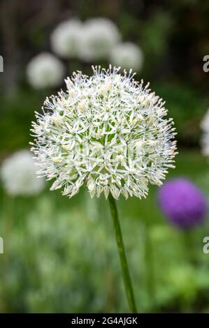 Die Blüten des Allium stipitatum. Auch bekannt als Zierzwiebel Stockfoto