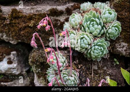 Blühende Echeverias Pflanze wächst an einer Steinmauer in einem irischen Garten Stockfoto