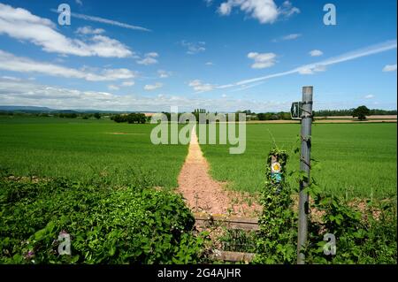 Herefordshire / Großbritannien - 6. Juni 2021: Öffentliches Wegzeichen, das im Sommer unter blauem Himmel mit kleinem Blätterteig auf eine Spur oder einen Pfad durch ein Ackerland weist Stockfoto