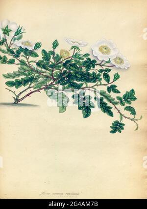 ROSA canina, variegata, blättrige Hunderose. Aus dem Buch Rosen, oder, EINE Monographie der Gattung Rosa : mit farbigen Figuren aller bekannten Arten und schönen Sorten, gezeichnet, graviert, beschrieben und gefärbt, Von lebenden Pflanzen. Von Andrews, Henry Charles, Veröffentlicht in London : gedruckt von R. Taylor and Co. ; 1805. Stockfoto