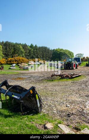Schafe und Lämmer im Frühling auf der St. Oswalds Farm an der römischen Mauer in der Nähe von Hexham Northumberland Stockfoto