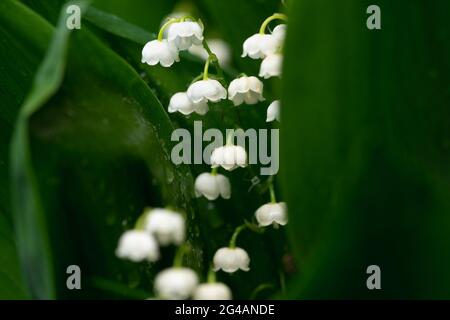Lily of the Valley blüht zwischen grünen Blättern mit Wassertropfen Stockfoto