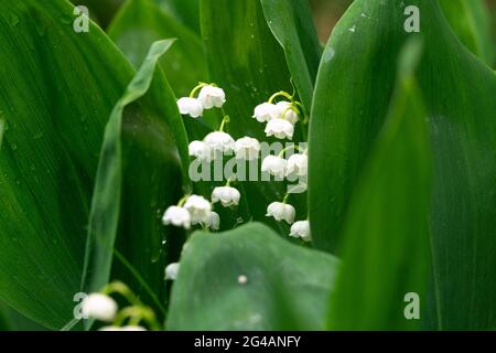 Lily of the Valley blüht zwischen grünen Blättern mit Wassertropfen Stockfoto