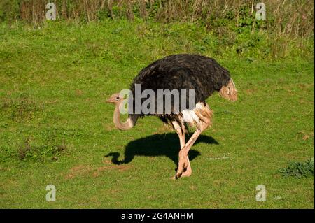Nordafrikanischer Strauß Struthio camelus camelus Stockfoto