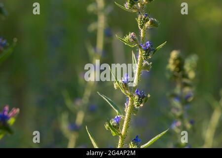 Echium vulgare, Viper's bugloss blüht oin sonnigen Tag Nahaufnahme selektiven Fokus Stockfoto