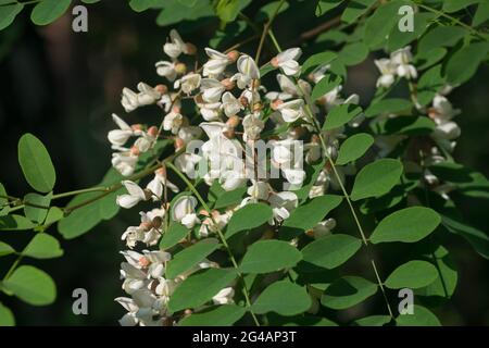 Robinia pseudoakacia, schwarze Heuschrecke blüht am sonnigen Tag Nahaufnahme selektiver Fokus Stockfoto