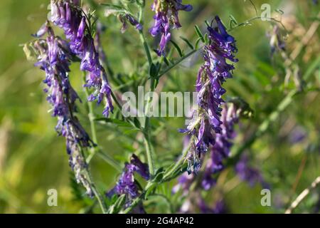 Vicia villosa, behaarte Vetch-violette Blüten in der Nahaufnahme im Feld selektiven Fokus Stockfoto