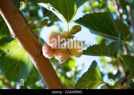 Maulbeerfrüchte auf Maulbeerbaum mit Blatt mit selektivem Fokus Stockfoto