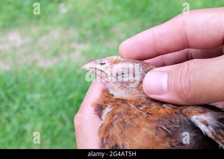 Hand hält ein krankes, blindes Huhn, das mit einer infektiösen Coryza-Infektion an Schwellungen der Augen infiziert ist. Stockfoto