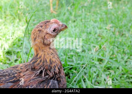 Hand hält ein krankes, blindes Huhn, das mit einer infektiösen Coryza-Infektion an Schwellungen der Augen infiziert ist. Stockfoto