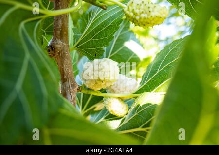 Maulbeerfrüchte auf Maulbeerbaum mit Blatt mit selektivem Fokus Stockfoto