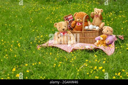 Teddybären-Picknick. Fünf niedliche Bären genießen ein Picknick auf den Wildblumenwiesen von Swaledale mit bunten gelben Butterblumen. Traditioneller Weidenkorb und Stockfoto