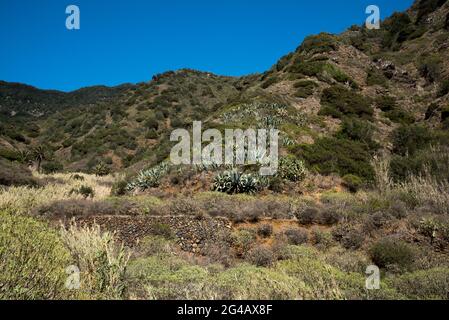 Ein alter camino oder Pfad führt vom Vallehermoso von La Gomera durch den Barranco de la Era Nuefa zum 730 Meter hohen Teselinde-Bergrücken. Stockfoto