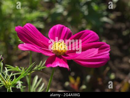 Cosmos bipinnatus Pflanze mit violetter Blüte, auch bekannt als Gartenkosmos oder mexikanischer Aster. Stockfoto