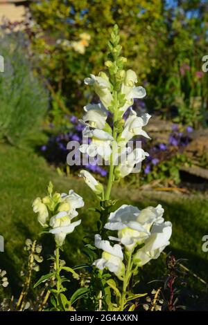 Frische weiße Blüten blühen auf einem Antirrinum-Blütenstachel, auch bekannt als Snapdragon Stockfoto