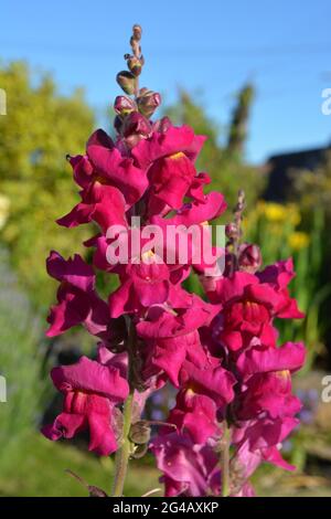 Im Frühsommer befindet sich in einem Garten ein leuchtender rosa Antirrinhum-Blütenstachel, auch bekannt als Snapdragon Stockfoto