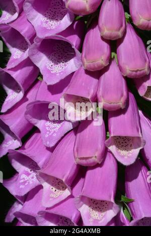 Digitalis purpurea, auch bekannt als Foxglove. Nahaufnahme von glockenförmigen rosa Blüten Stockfoto