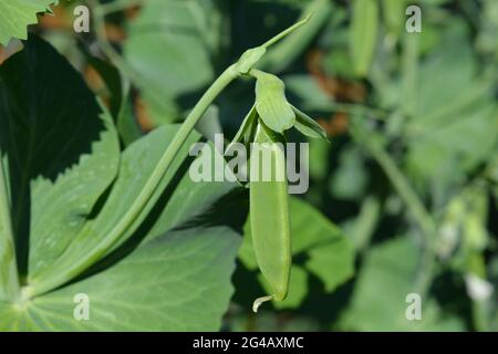 PEA Sugar Ann, Bio-Zuckerschnapp-Erbsenschoten reif und bereit zur Ernte Stockfoto