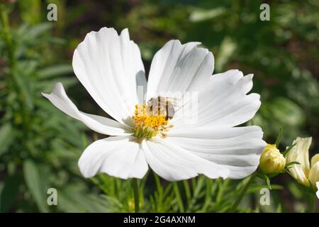 Honney-Biene sammelt Nektar aus der weißen Blüte des Kosmos bipinnatus. Stockfoto