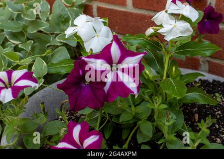 Petunien blühen in einem Garten Stockfoto