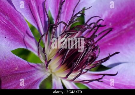 Extreme Nahaufnahme der Mitte einer Clematis 'nelly moser' Blume Stockfoto