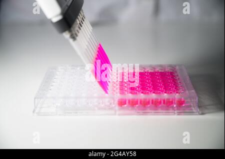 Wissenschaftler, der die Mehrkanalpipette hält, die eine rosa Farblösung aus einer 96-Well-Platte für die medizinische Forschung mit weißem Hintergrund in einer Chemie entzieht Stockfoto