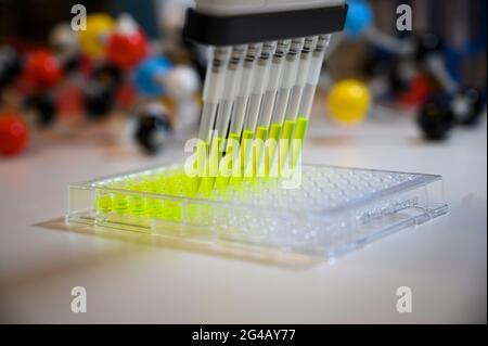 Mehrkanalpipette zur Entnahme von grüner Fluorophor-Verbindungslösung mit Kunststoffspitzen für die biomedizinische Forschung mit Modellverbindungen im Hintergrund in Stockfoto