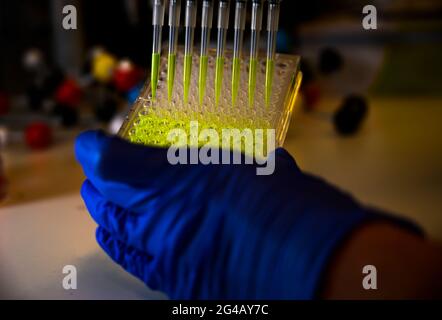 Forscher mit Mehrkanalpipette, die grüne Fluorophor-Verbindungslösung mit Kunststoffspitzen für die biomedizinische Forschung mit hellem Backgro entzieht Stockfoto