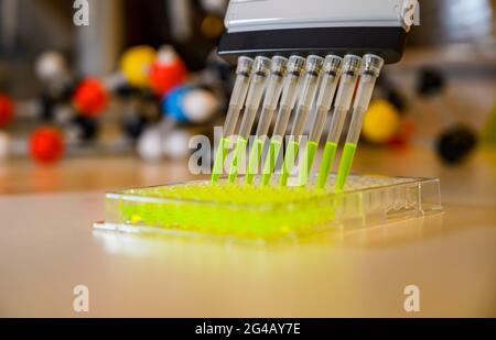 Mehrkanalpipette zur Entnahme einer grünen Fluorophor-Verbundlösung mit Kunststoffspitzen für die biomedizinische Forschung mit hellem Hintergrund in einer Chemie Stockfoto