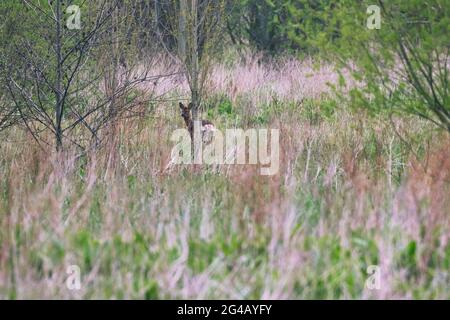 Ein Hirsch versteckt sich in langen Gräsern in einem Naturschutzgebiet, County Durham, England, Großbritannien. Stockfoto