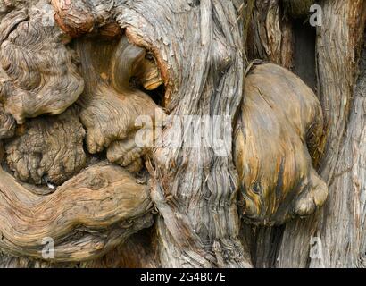 Ein auffallender knorriger und knorriger alter Baumstamm im Konfuzius-Tempel in Peking, China Stockfoto