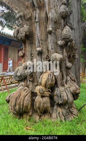 Ein auffallender knorriger und knorriger alter Baumstamm im Konfuzius-Tempel in Peking, China Stockfoto