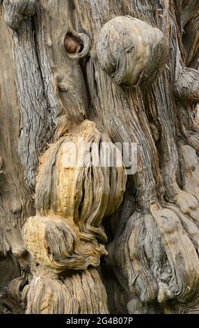 Ein auffallender knorriger und knorriger alter Baumstamm im Konfuzius-Tempel in Peking, China Stockfoto