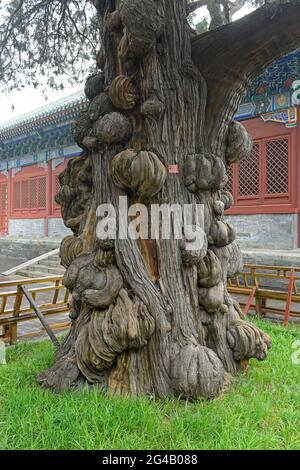 Ein auffallender knorriger und knorriger alter Baumstamm im Konfuzius-Tempel in Peking, China Stockfoto