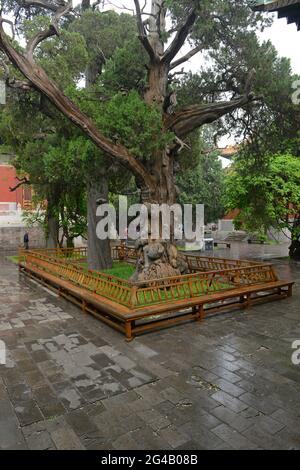 Ein auffallender knorriger und knorriger alter Baumstamm im Konfuzius-Tempel in Peking, China Stockfoto