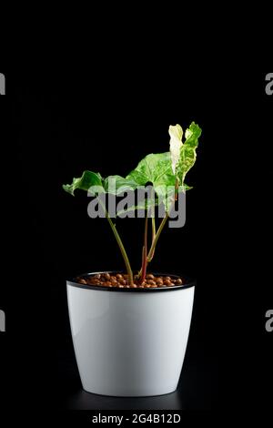 Syngonium Albo Variegata. Weißes Farbblatt. Stockfoto